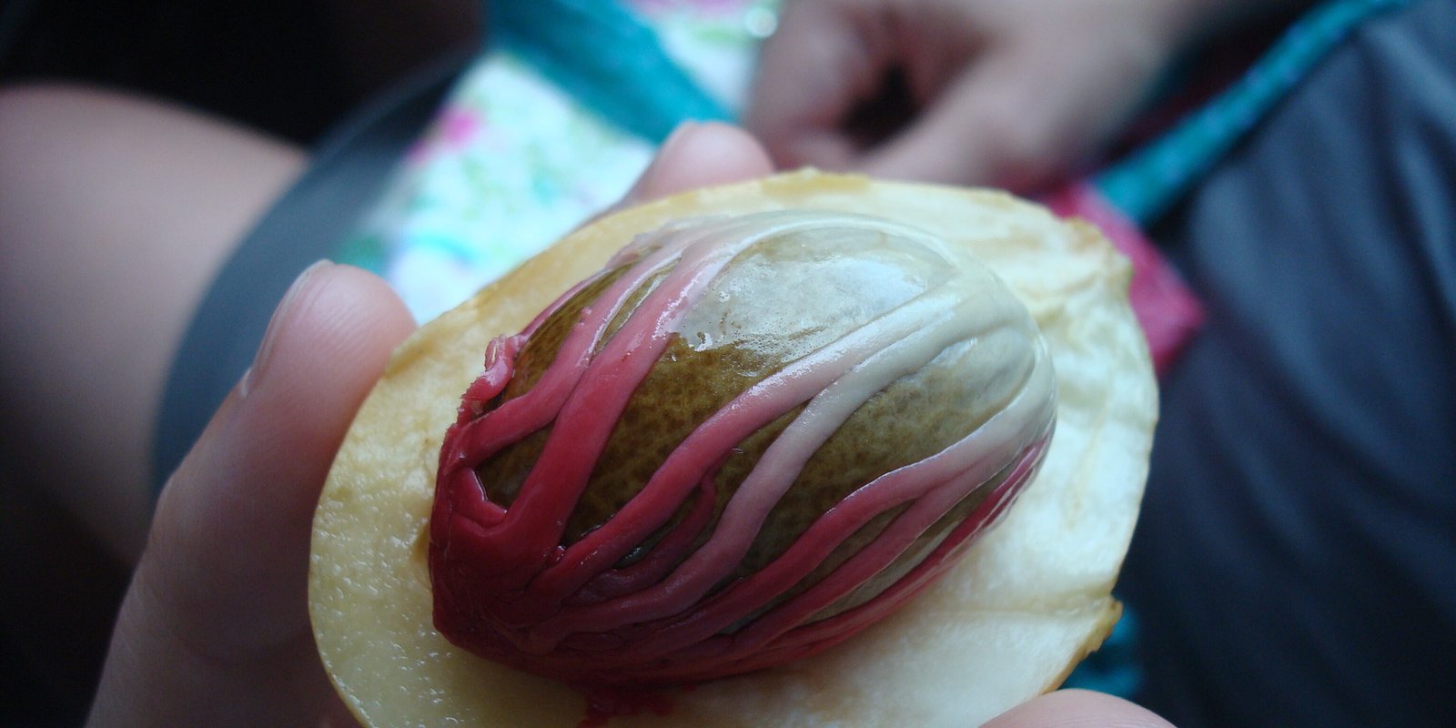 Nutmeg