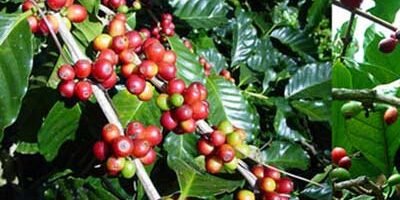 coffee