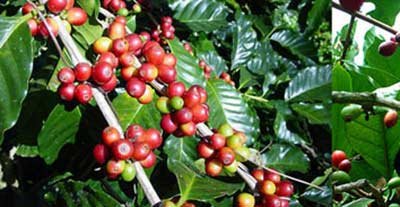 coffee