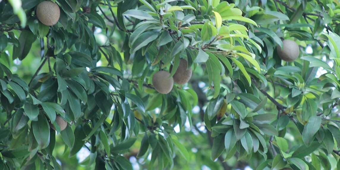 nesberry-tree