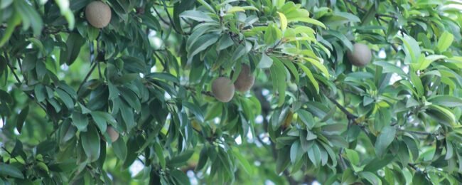 nesberry-tree