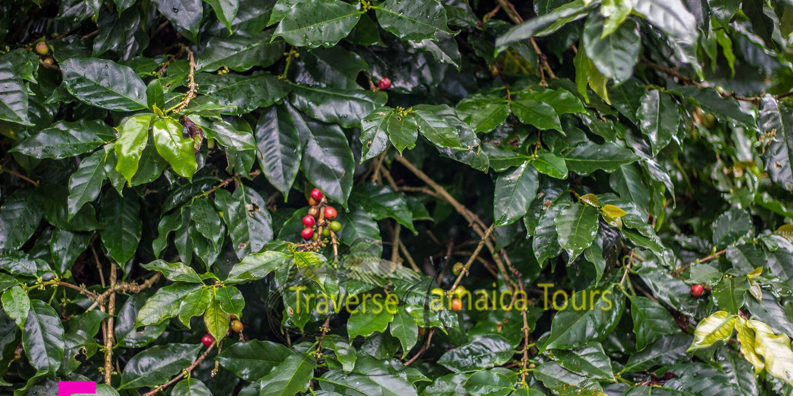 coffee-plantation
