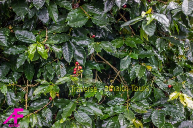 coffee-plantation