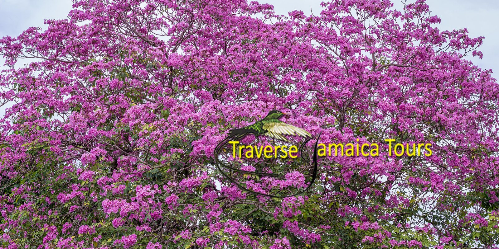 flowering-tree