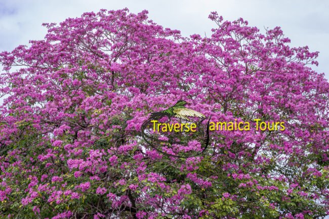 flowering-tree