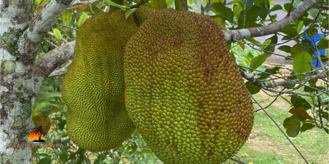 Jamaican Jack Fruit