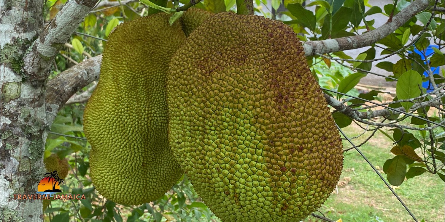 “Tropical Delight: Discover the Jamaican Jackfruit” – Traverse Jamaica