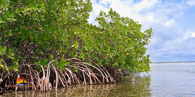 Jamaican Mangroves
