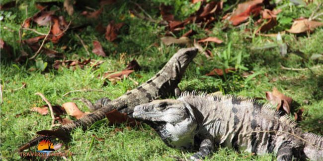 jamaican iguana