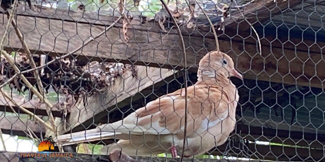 pea-dove