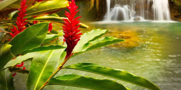 Jamaica YS Falls with lagoon and flowering plant.