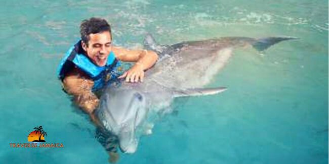 dolphin cove