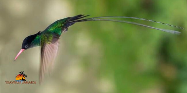 jamaican doctor bird