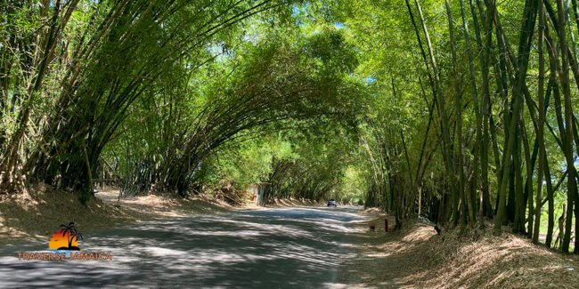 Holland Bamboo