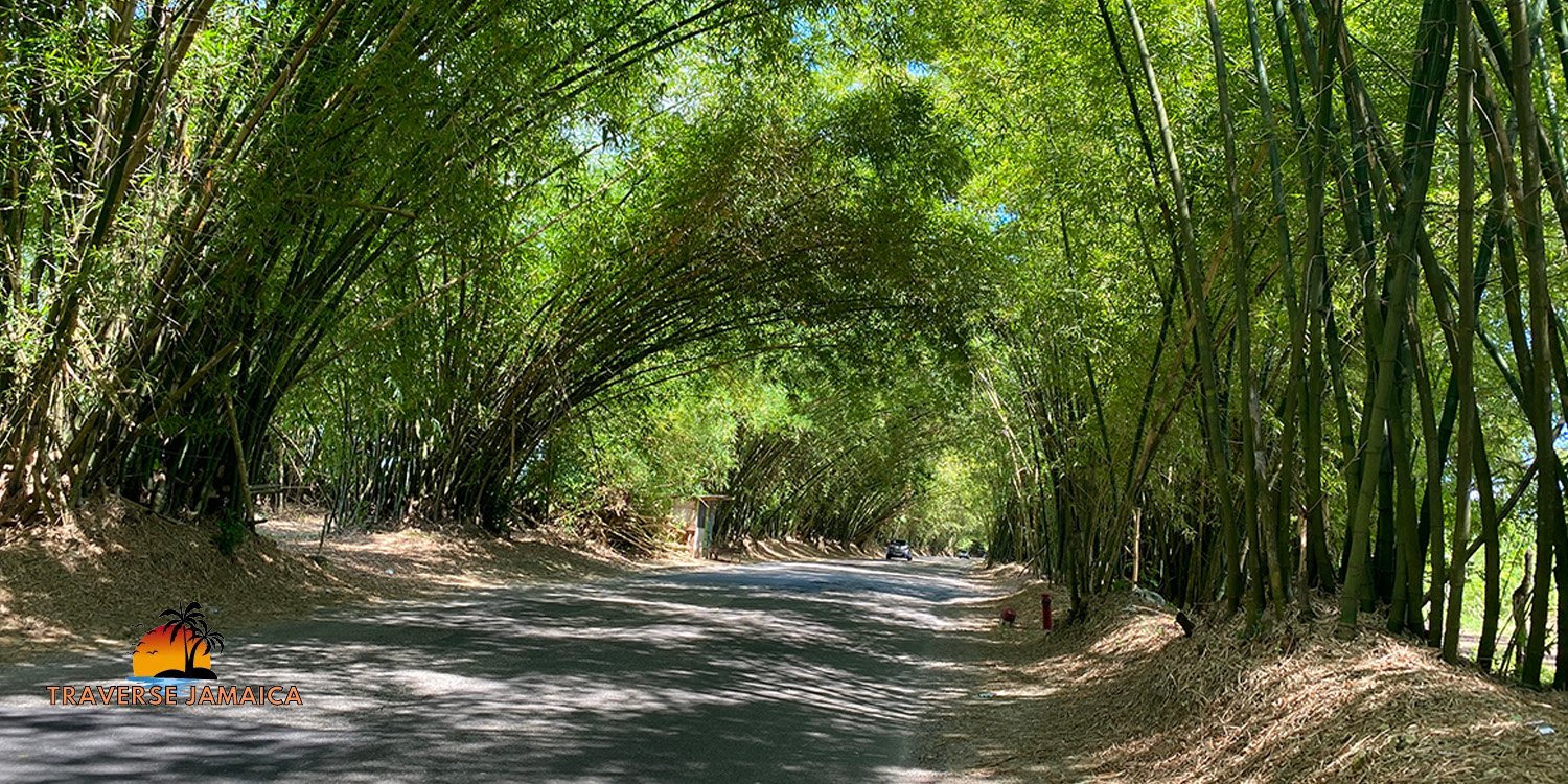 Holland Bamboo