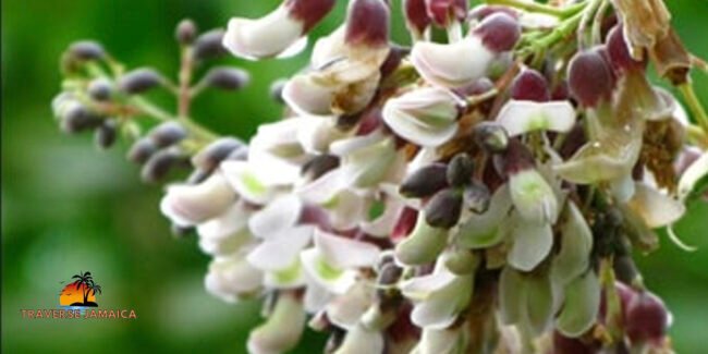 Jamaican Dogwood