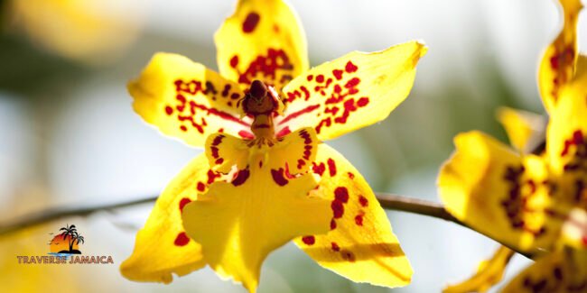dancing lady Orchids