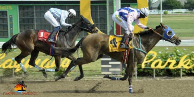 caymanas park st. catherine jamaica