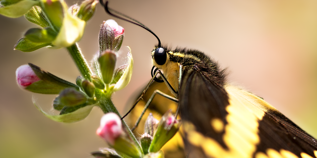 Giant Swallowtail
