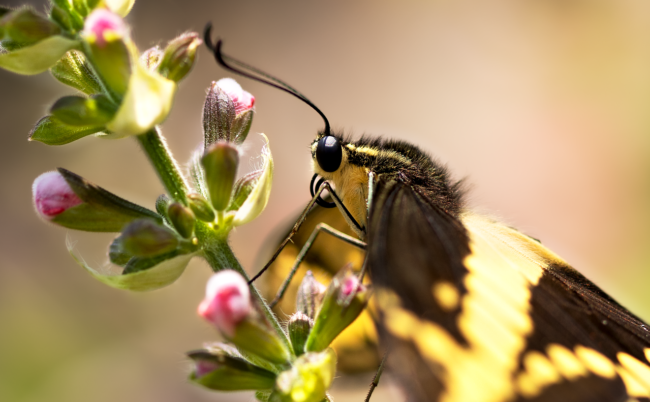Giant Swallowtail