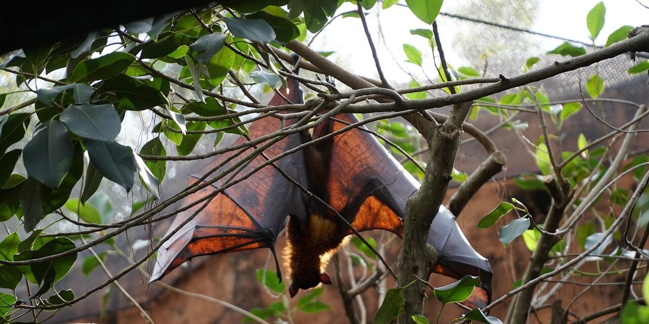 Jamaican fruit bat