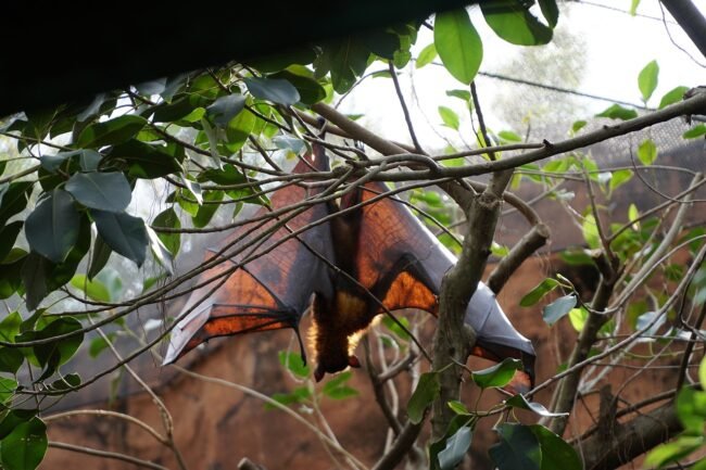 Jamaican fruit bat