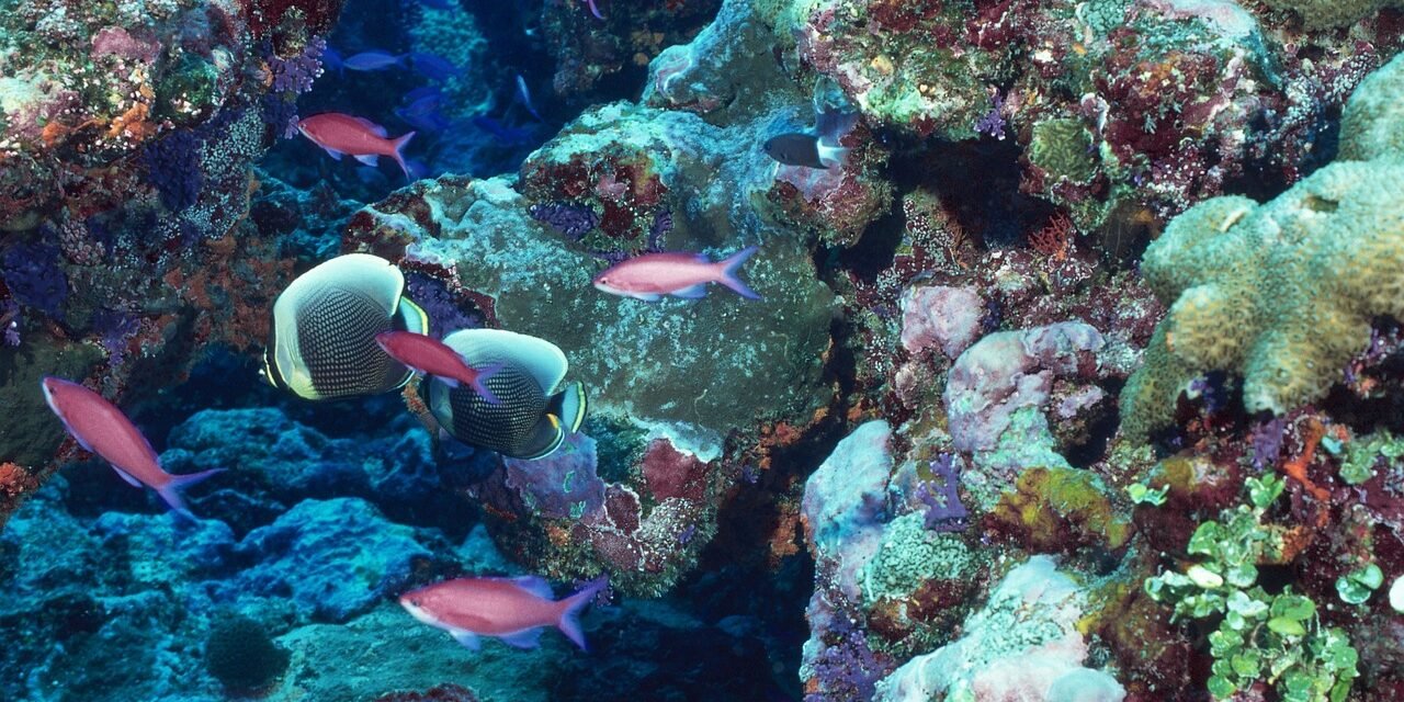Underwater World of Jamaican Coral Reefs
