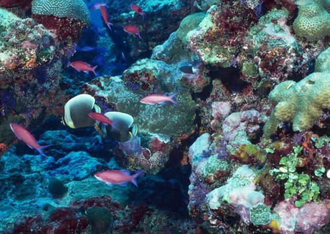 Underwater World of Jamaican Coral Reefs