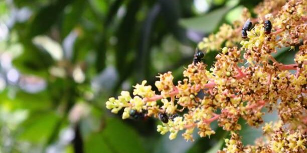flies on the mango tree