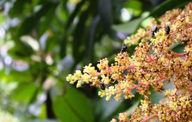 flies on the mango tree
