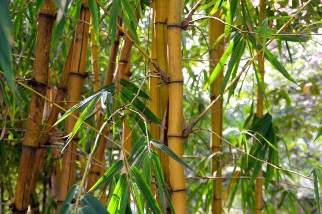 Jamaican bamboo