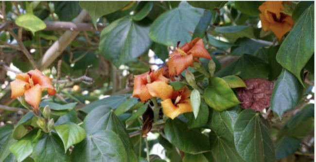 Jamaican Blue Mahoe