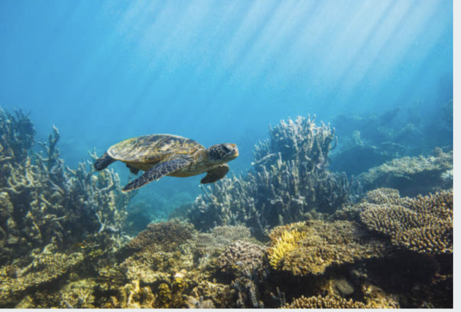 Jamaican Sea Turtles