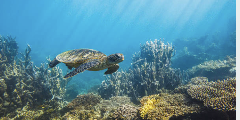 Jamaican Sea Turtles