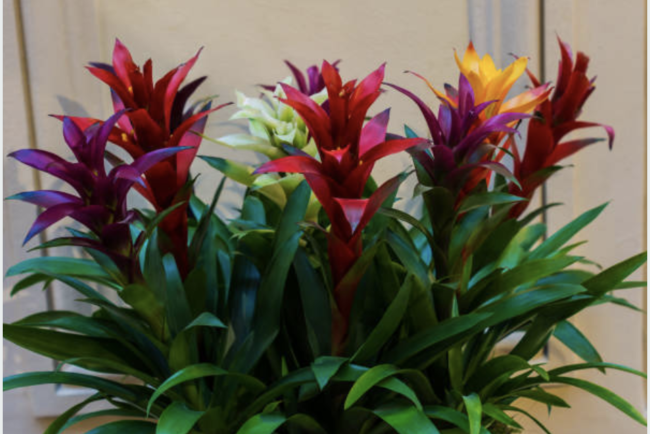 Jamaican bromeliads