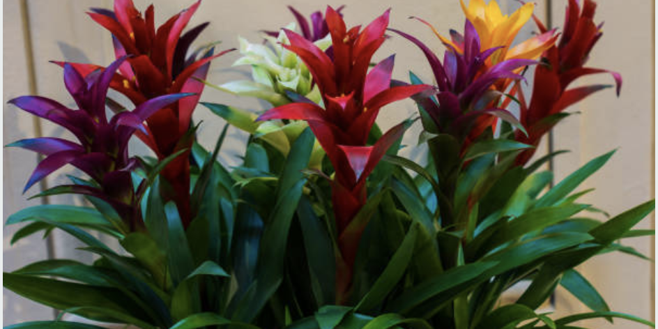 Jamaican bromeliads