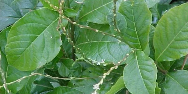 guinea-hen-weed-small