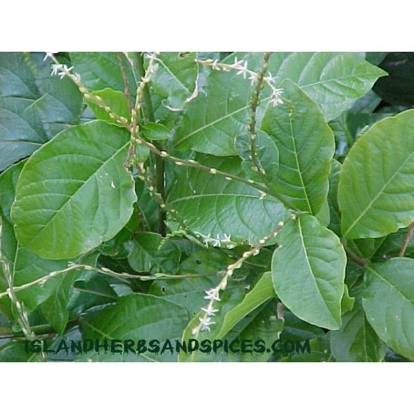 guinea-hen-weed-small